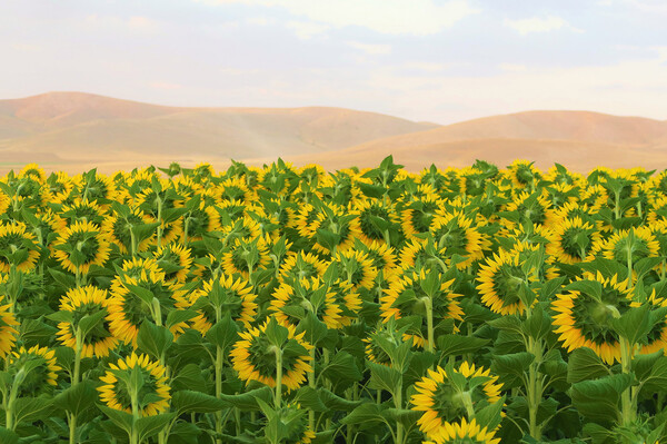 El éxito de Eolia, la compañía líder de renovables fundada por el equipo gestor de Kira Ventures.