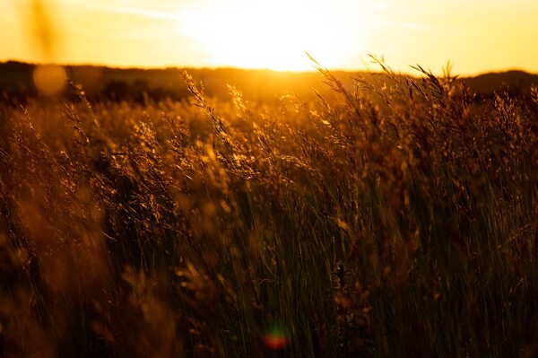 Kira invierte en Tricopharming, una empresa biotecnológica que desarrolla estimulantes naturales para optimizar el rendimiento de los cultivos